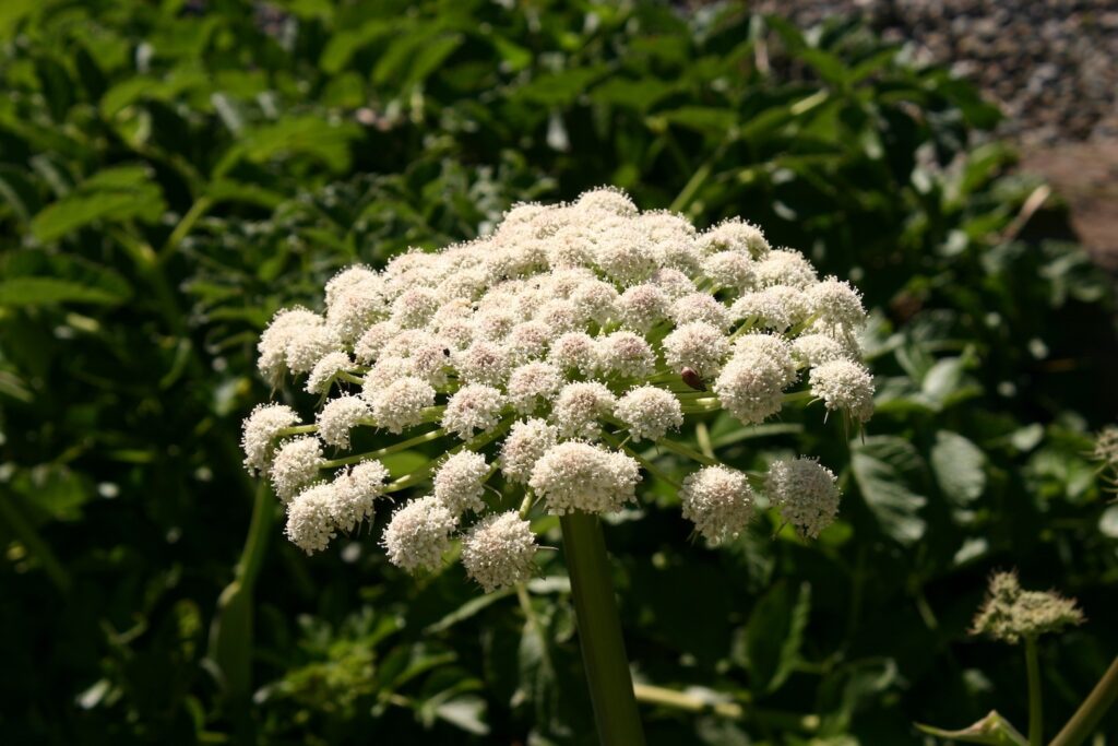 Angelica hendersonii - bluff angelica