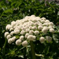Angelica hendersonii