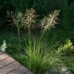 Sporobolus airoides - dropseed sacaton
