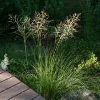 Sporobolus airoides - dropseed sacaton