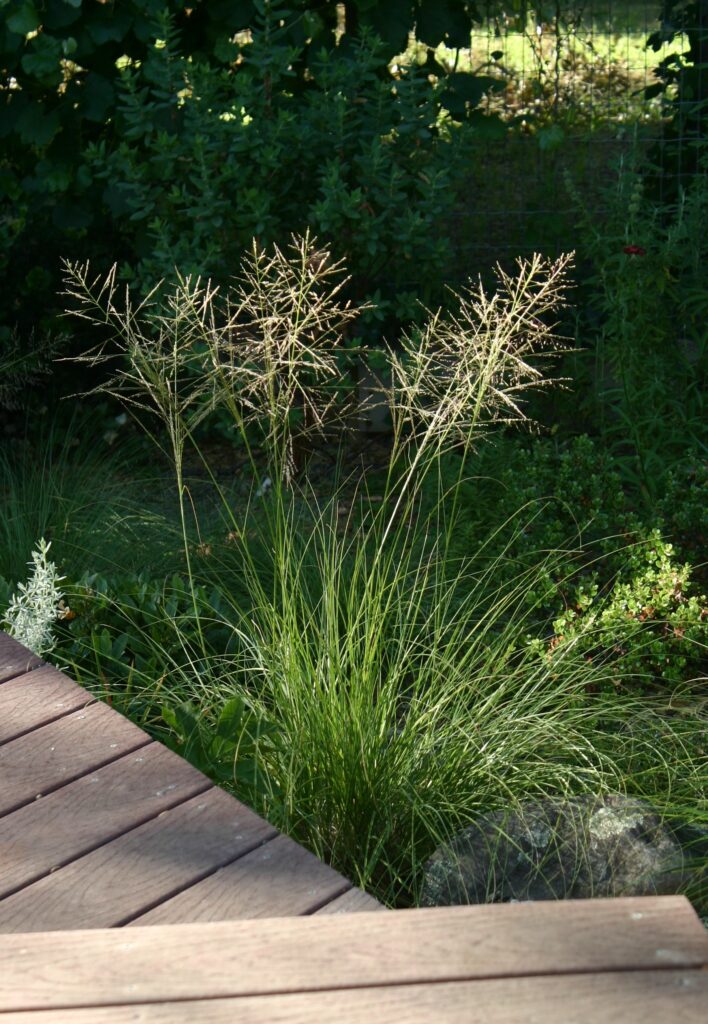 Sporobolus airoides - dropseed sacaton