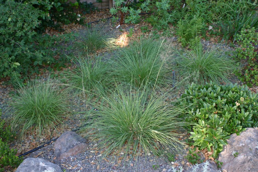 Sporobolus airoides - dropseed sacaton
