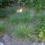 Sporobolus airoides - dropseed sacaton