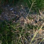 Sporobolus airoides - dropseed sacaton