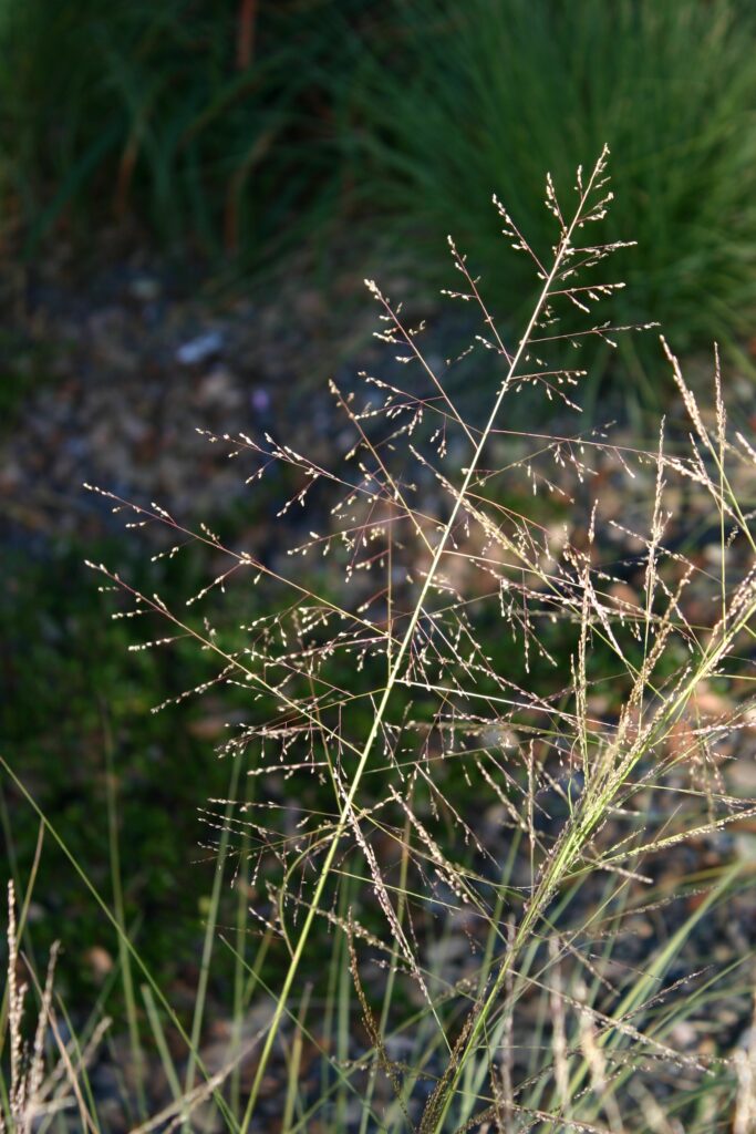 Sporobolus airoides - dropseed sacaton
