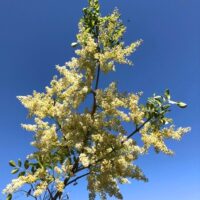 Fraxinus dipetala - flowering ash