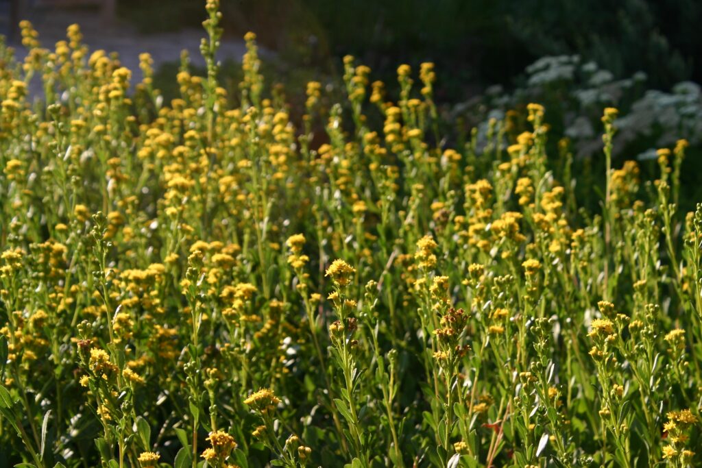 Solidago spathulata - coast goldenrod