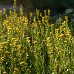 Solidago spathulata - coast goldenrod