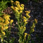 Solidago spathulata - coast goldenrod