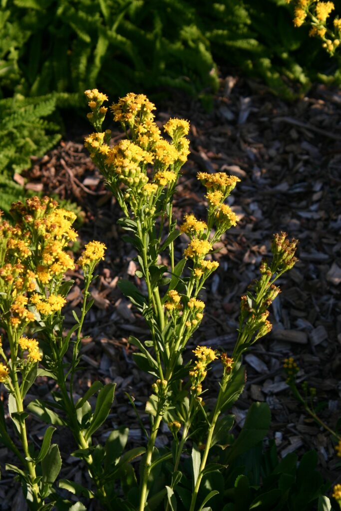 Solidago spathulata - coast goldenrod