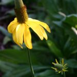 Rudbeckia californica - California coneflower