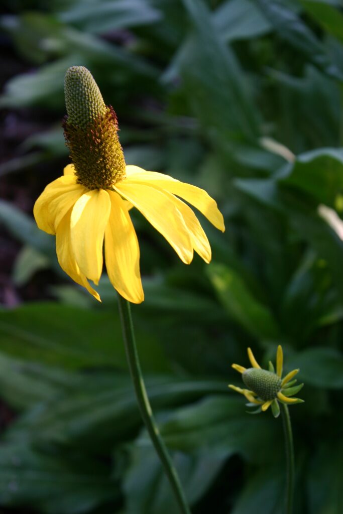Rudbeckia californica - California coneflower