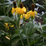 Rudbeckia californica - California coneflower