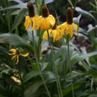 Rudbeckia californica - California coneflower