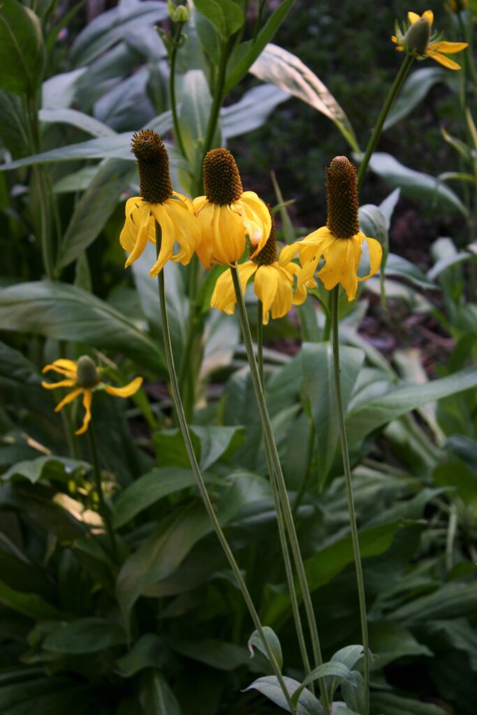 Rudbeckia californica - California coneflower