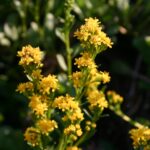 Solidago spathulata - coast goldenrod