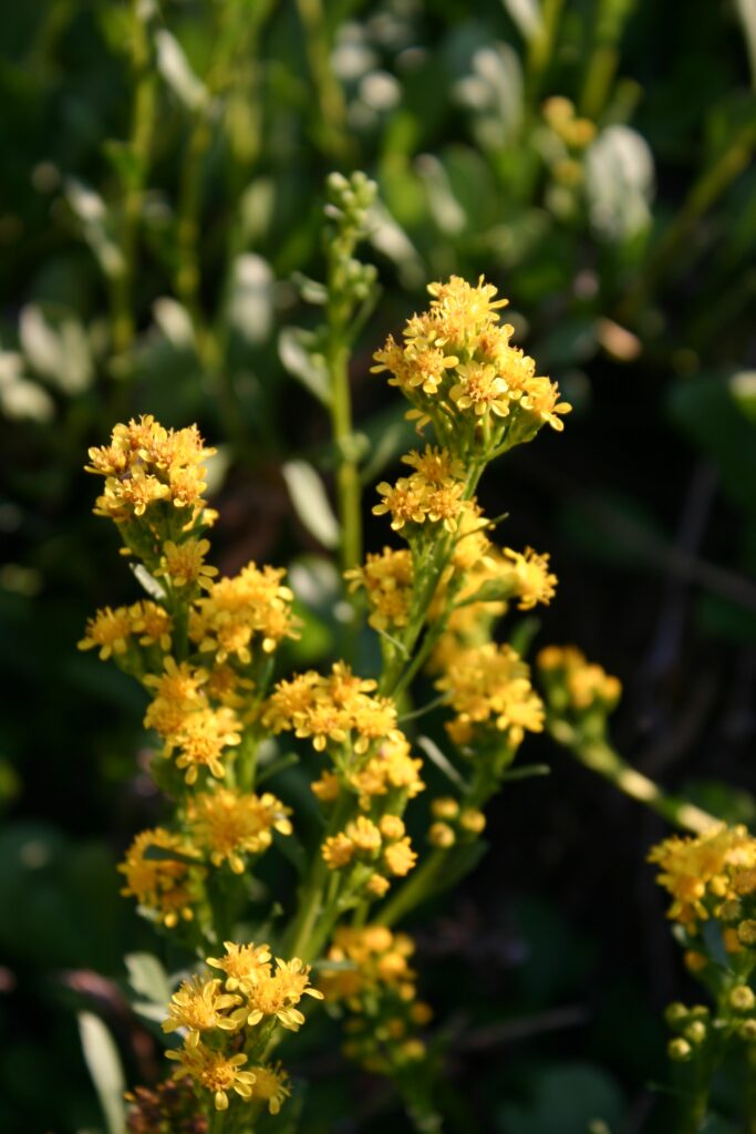 Solidago spathulata - coast goldenrod
