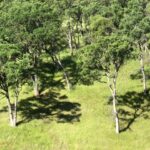 Quercus douglasii - blue oak