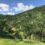 Quercus douglasii - blue oak