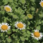 Erigeron glaucus 'White Lights' - white seaside daisy