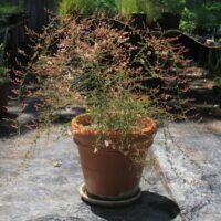 Holodiscus dumosus ‘var. cedrorus’