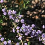Ceanothus 'Blue Jeans' - California lilac