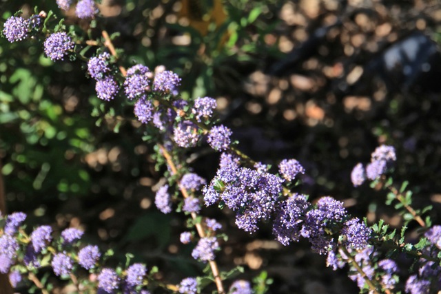 Ceanothus 'Blue Jeans' - California lilac