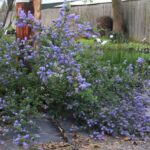 Ceanothus 'Celestial Blue' - California lilac