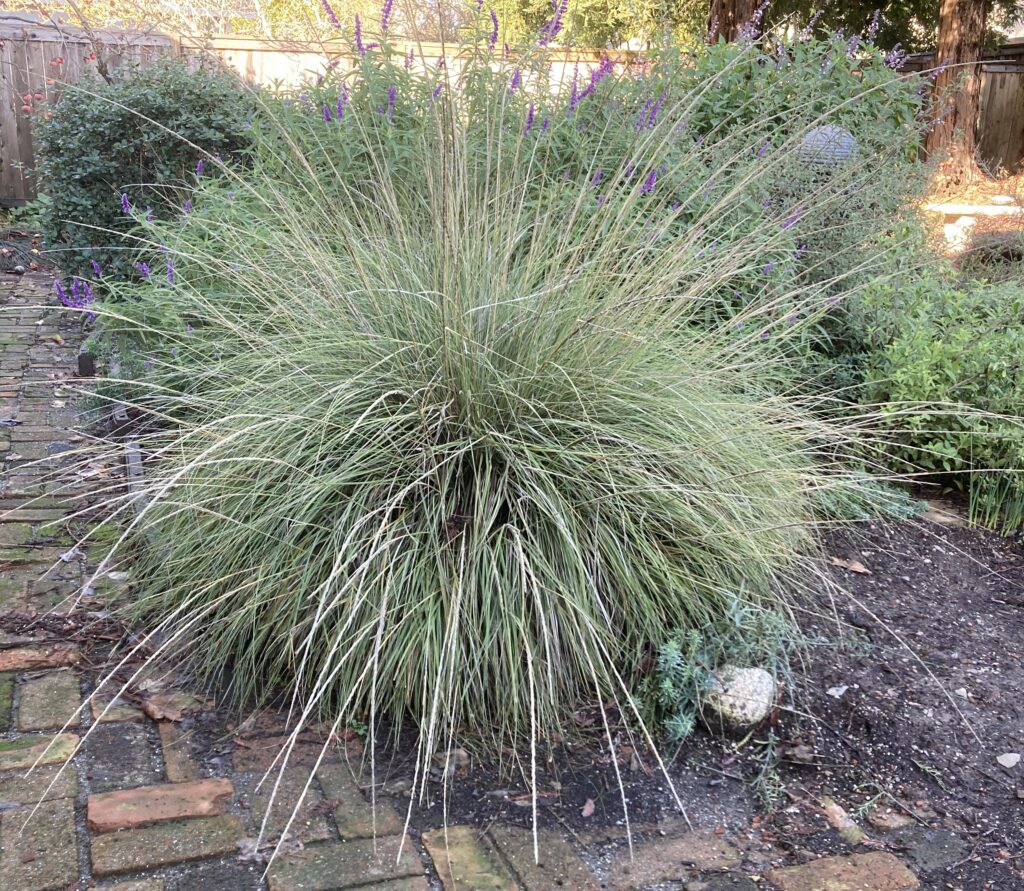 Muhlenbergia rigens - deer grass