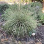 Muhlenbergia rigens - deer grass