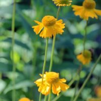 Helenium bigelovii - Bigelow's sneezeweed