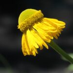 Helenium bigelovii - Bigelow's sneezeweed