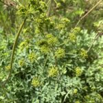 Lomatium californicum - California lomatium