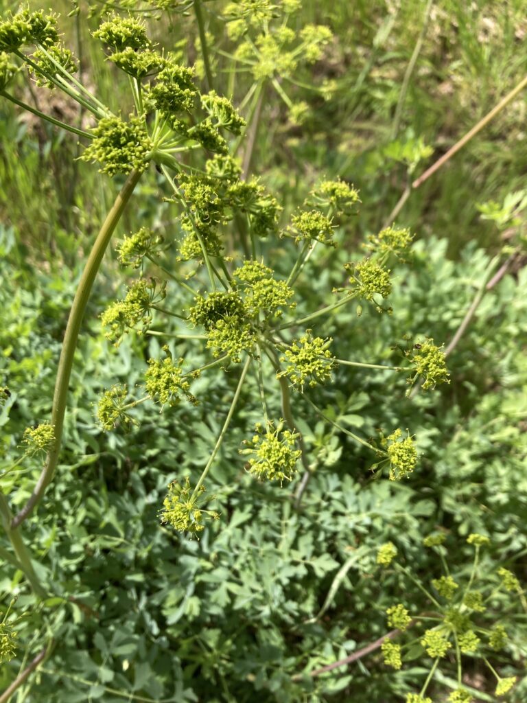 Lomatium californicum - California lomatium