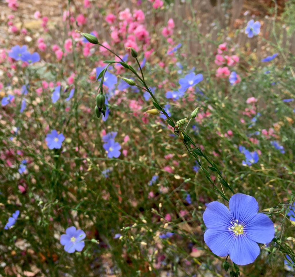 Linum lewisii - Western blue flax