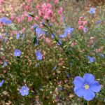 Linum lewisii - Western blue flax