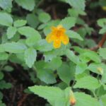 Erythranthe (Mimulus) dentata - coastal monkeyflower