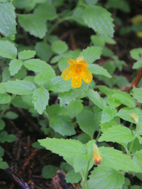 Erythranthe (Mimulus) dentata - coastal monkeyflower