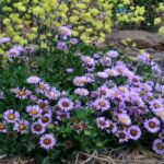 Erigeron glaucus 'Cal Flora' - seaside daisy