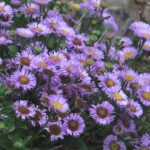 Erigeron glaucus 'Cal Flora' - seaside daisy