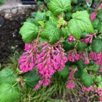 Ribes sanguineum v. glutinosum 'Heart's Delight' - pink flowering currant