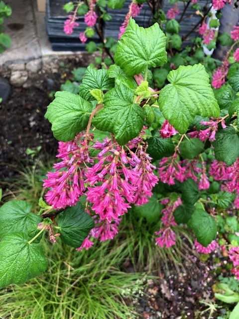 Ribes sanguineum v. glutinosum 'Heart's Delight' - pink flowering currant