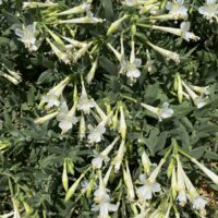 Epilobium canum ‘Summer Snow’