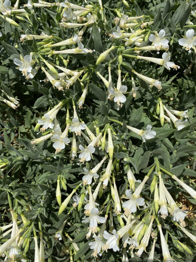 Epilobium canum 'Summer Snow' - California fuchsia