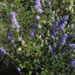 Ceanothus integerrimus - deer brush