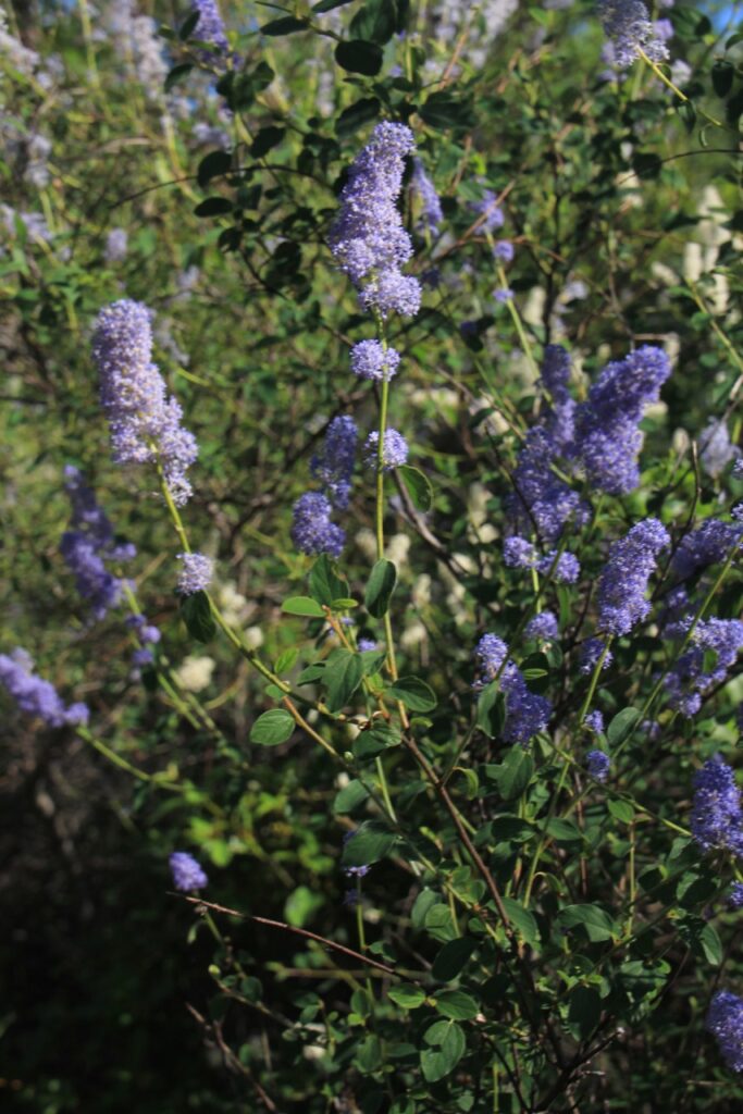Ceanothus integerrimus - deer brush