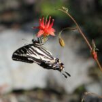 Aquilegia formosa - western columbine
