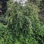 Cornus glabrata - browntwig dogwood