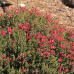 Scutellaria suffrutescens - pink Texas skullcap