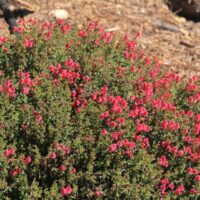 Scutellaria suffrutescens